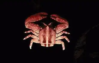 Liopetrolisthes mitra