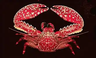 Petrolisthes desmarestii