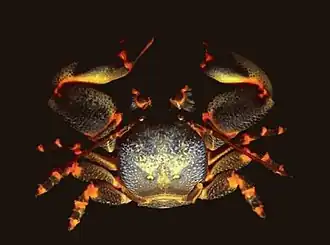 Petrolisthes laevigatus