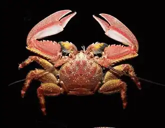 Petrolisthes tuberculosus