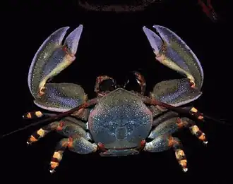 Petrolisthes violaceus