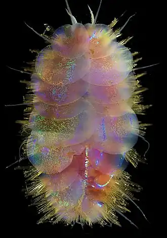 Peinaleopolynoe elvisi