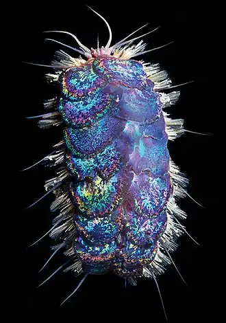 Peinaleopolynoe orphanae