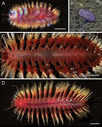 Peinaleopolynoe santacatalina