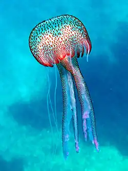 Parelkwal (Pelagia noctiluca)