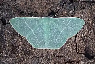 Thalassodes falsaria