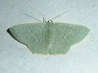 Pelagodes maipoensis