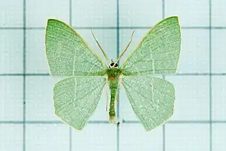 Thalassodes proquadraria