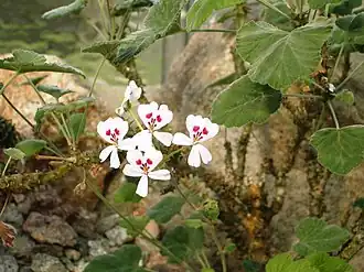 Pelargonium echinatum