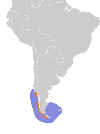 Magellaanalkstormvogeltje