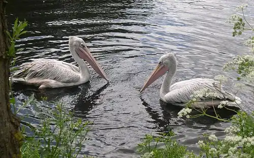 Twee kleine pelikanen