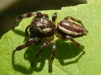 Pelegrina exigua