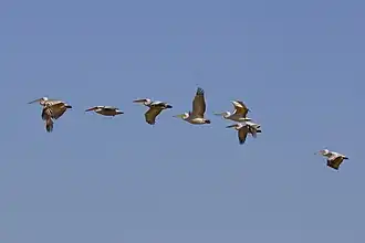 Kroekoppelikanen in vlucht