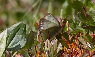 Colias pelidne