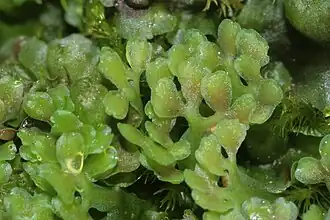 Gekroesd plakkaatmos