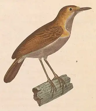 Temmincks jungletimalia