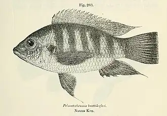 Pelmatochromis