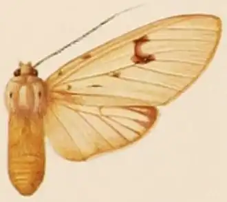 Pelochyta albotestaceus