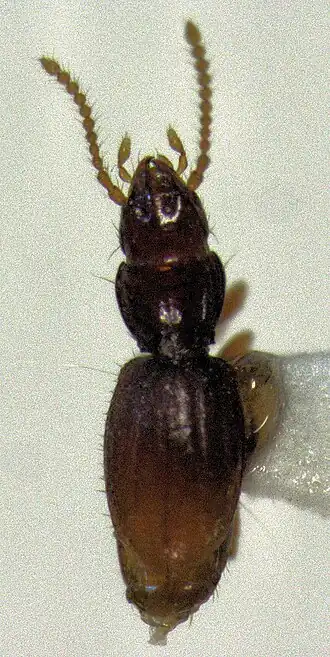 Pelodiaetodes prominens