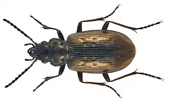 Pelophila borealis