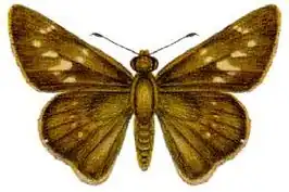 Pelopidas lyelli