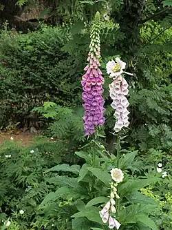 Vingerhoedskruid (Digitalis purpurea) met pelorische topbloem