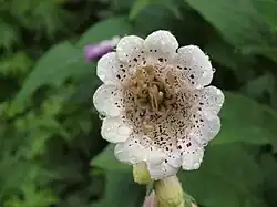 Vingerhoedskruid – pelorische topbloem