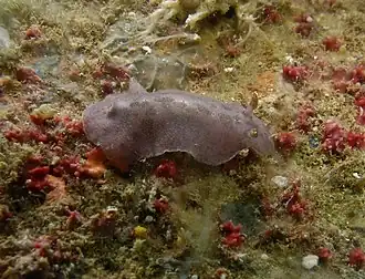 Peltodoris murrea