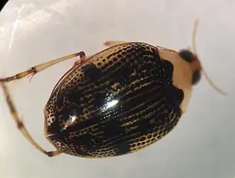 Peltodytes dietrichi