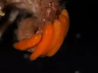 Peltogasterella sulcata