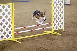 Welsh corgi Pembrokes zijn uiterst geschikt om o.a. agility sport mee te doen.