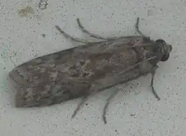 Pempelia strophocomma