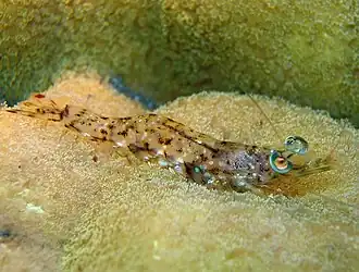 Metapenaeopsis hilarula