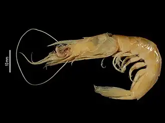 Penaeopsis mclaughlinae