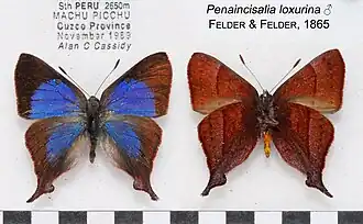 Penaincisalia loxurina