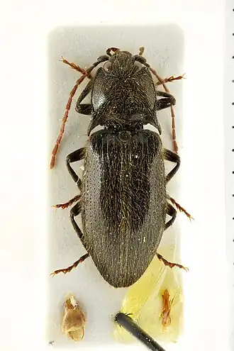 Penia foveolata