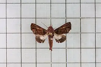 Penicillaria maculata