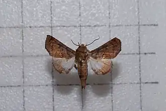 Penicillaria simplex