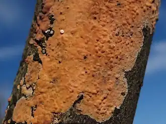 Oranjerode schorszwam