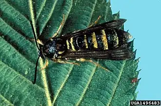 Pennisetia marginata