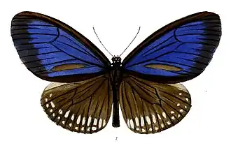 Euploea algea