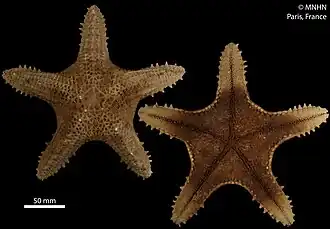 Pentaceraster alveolatus