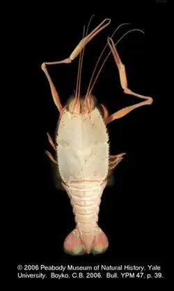 Pentacheles laevis