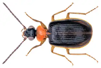 Pentagonica pallipes