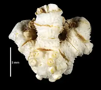 Pentametrocrinus spinosus
