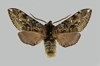 Pentateucha inouei