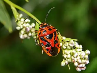 Sierlijke schildwants
