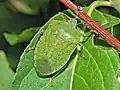Kleurvariatie Nezara viridula f. smaragdula
