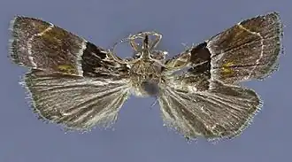 Penthesilea (geslacht)