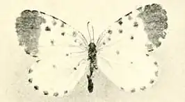 Pentila elfrieda